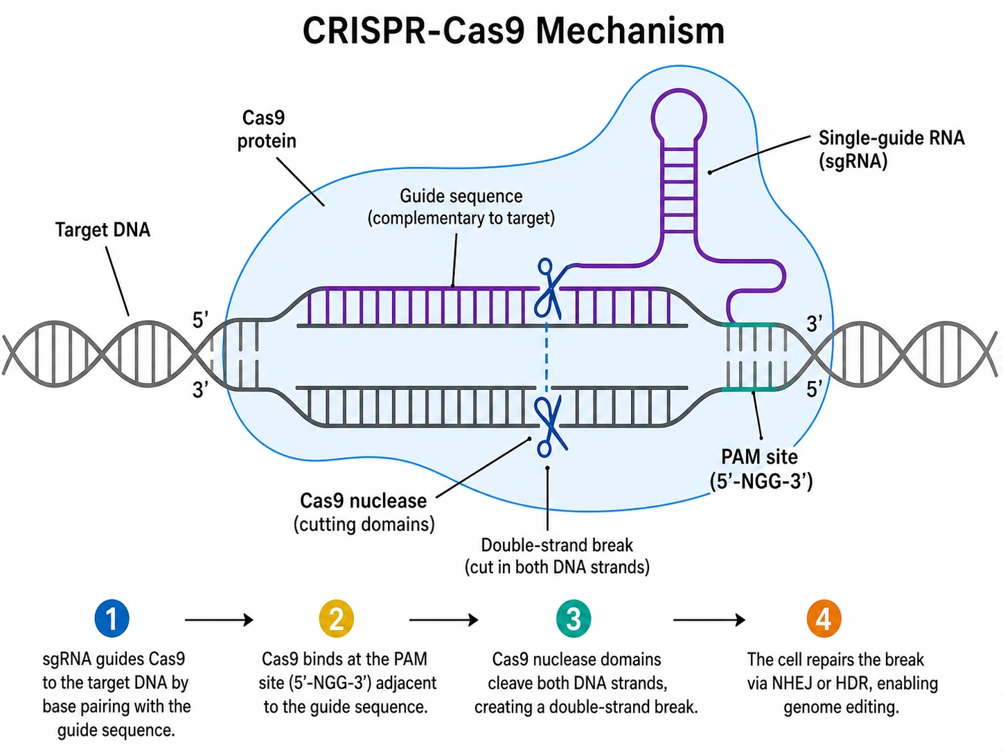 CRISPR-Cas9 切割目标 DNA 的机制图